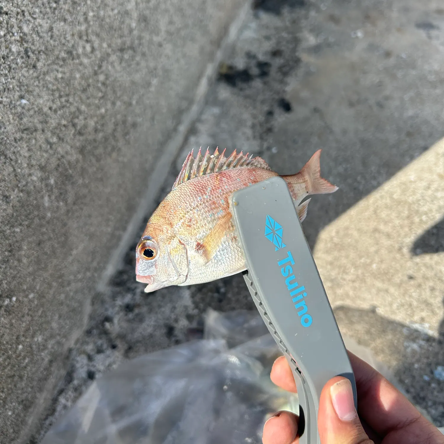 The most recent Red seabream catches on Fishbrain