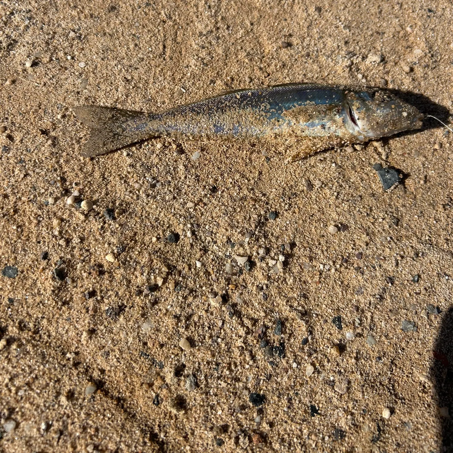 The most recent King George whiting catches on Fishbrain