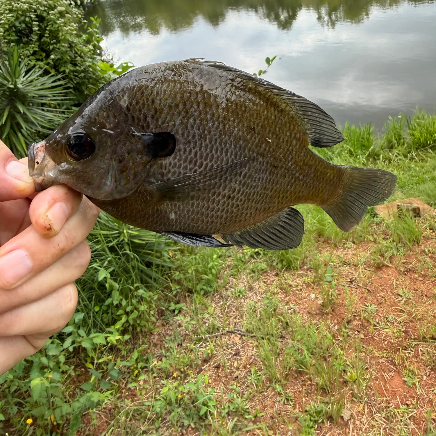Bluegill caught on Fishbrain