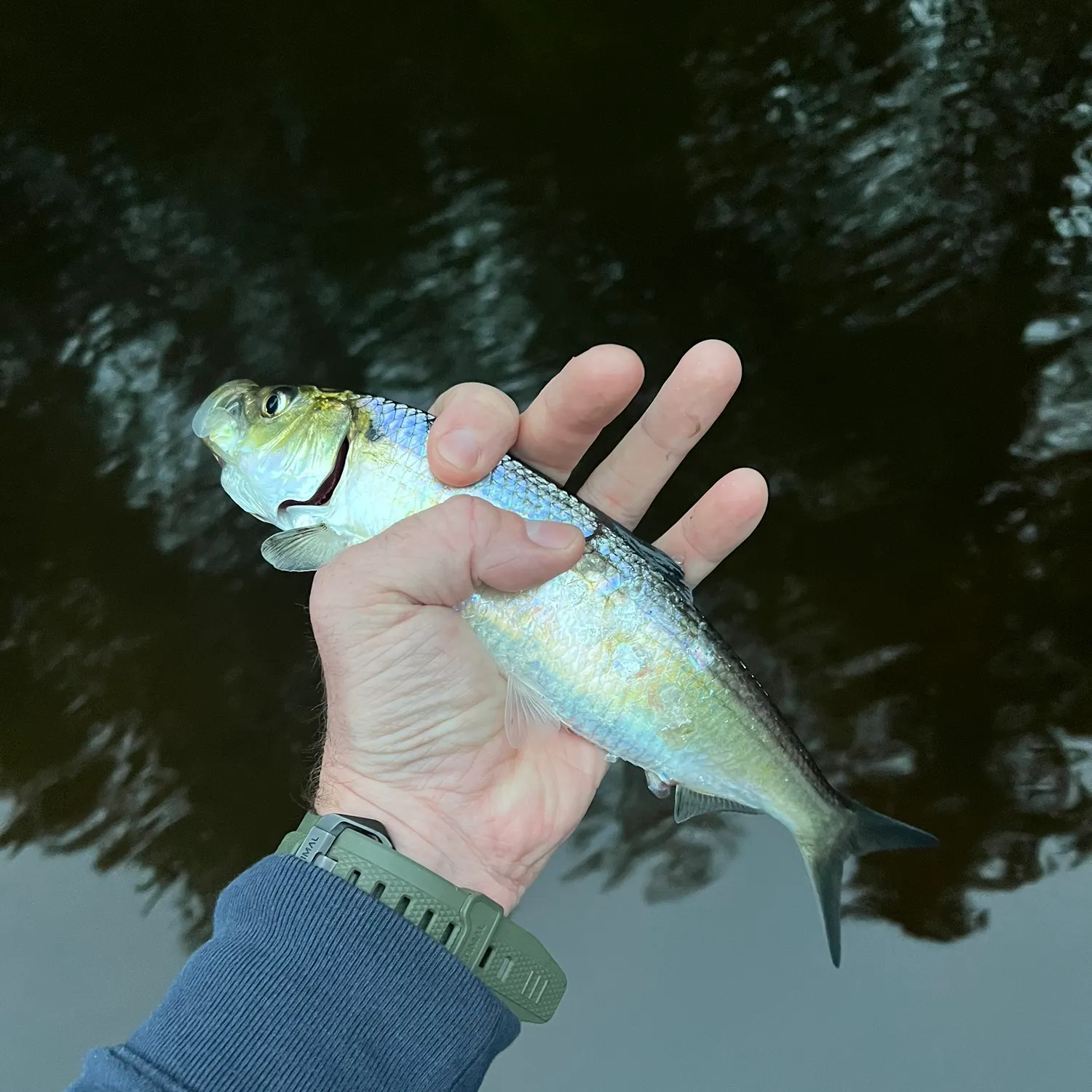 The most recent Alewife catches on Fishbrain
