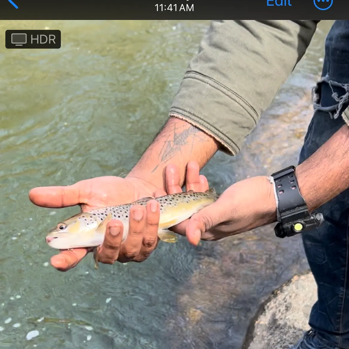 Brown trout caught on Fishbrain