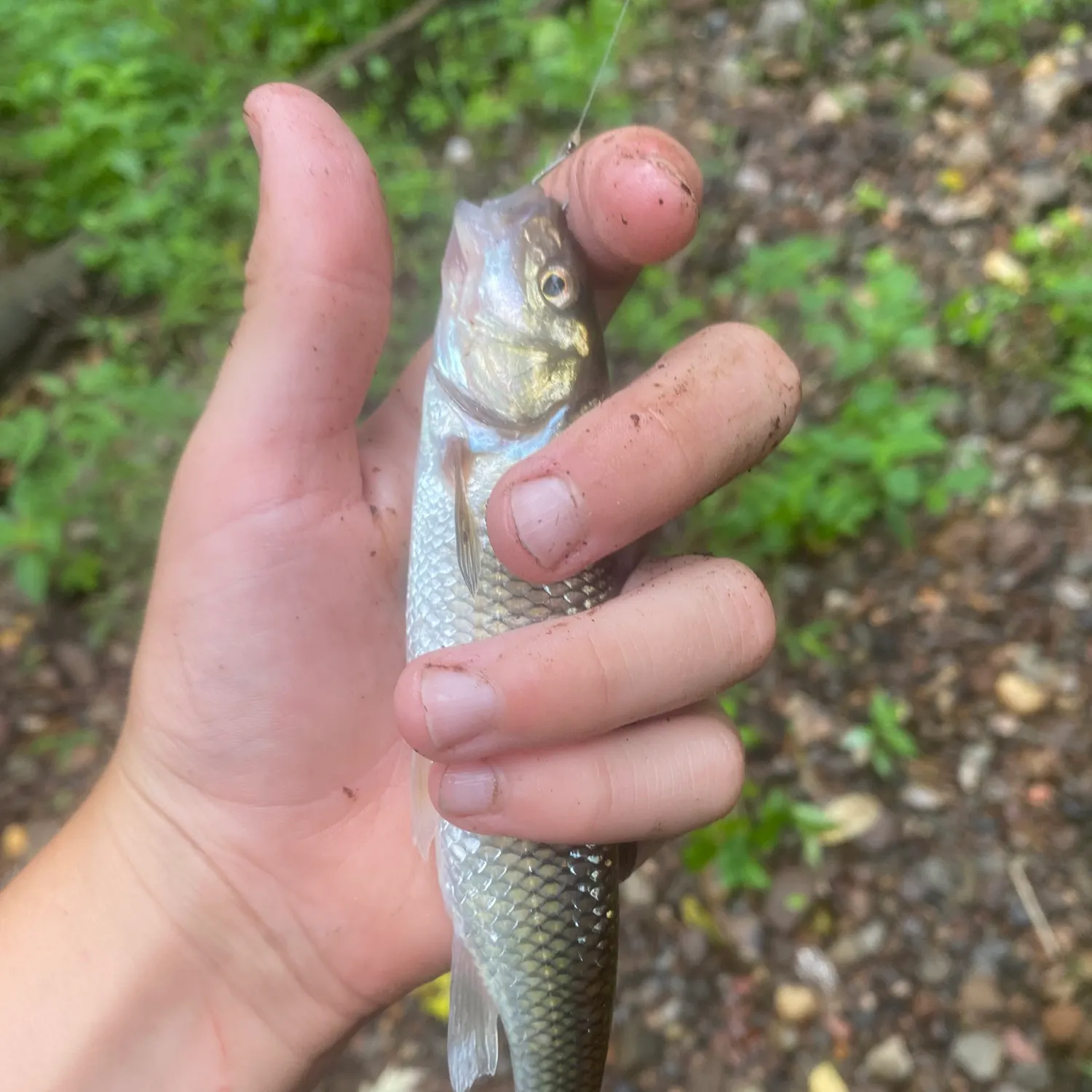 Fallfish caught on Fishbrain