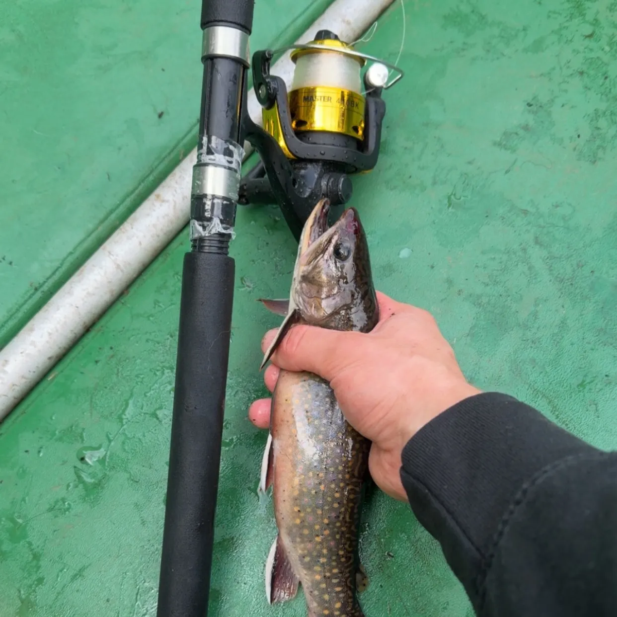 Brook trout caught on Fishbrain