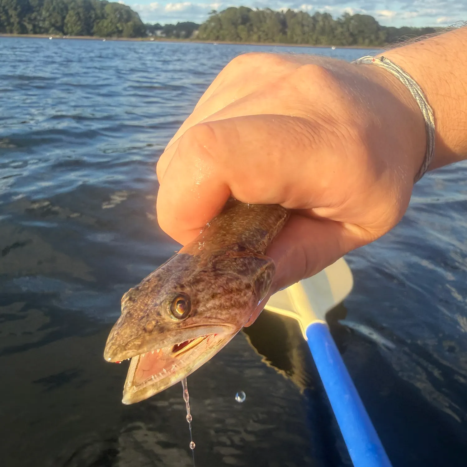 Inshore lizardfish caught on Fishbrain