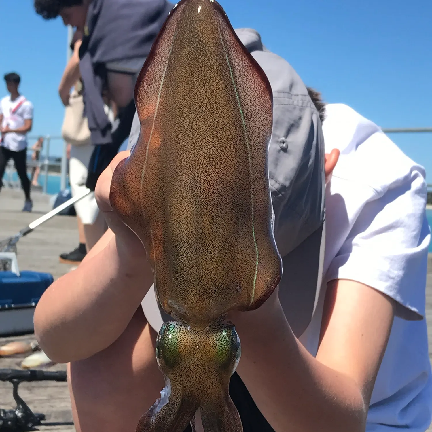 Southern calamari caught on Fishbrain