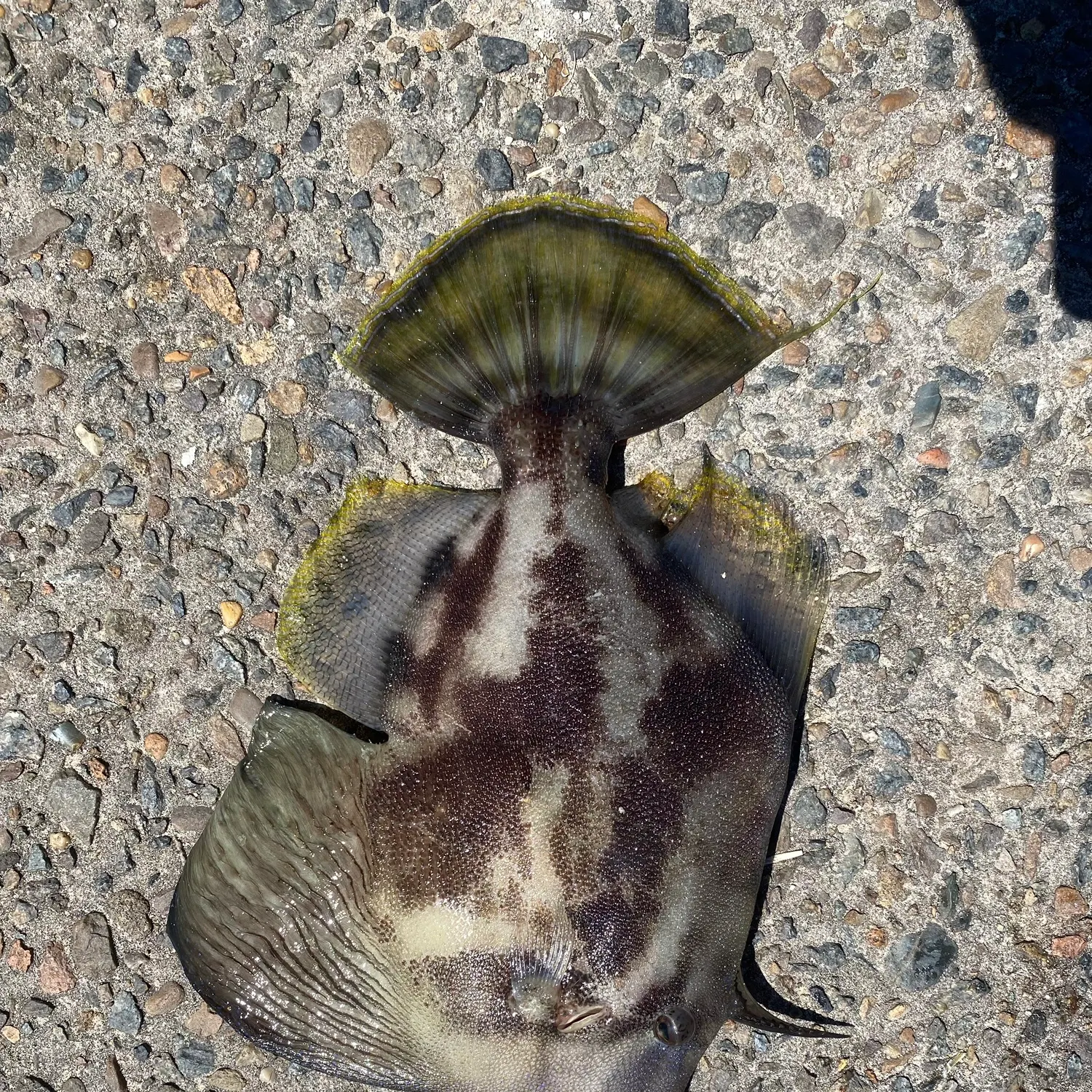 The most recent Fan-bellied leatherjacket catches on Fishbrain