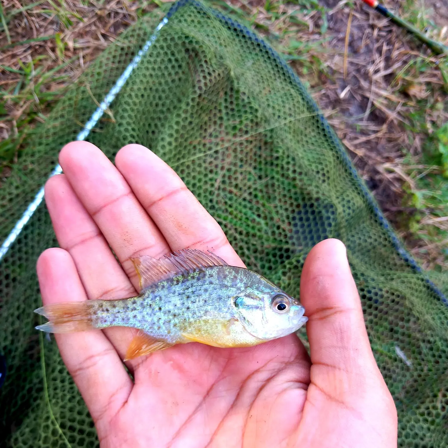 Pumpkinseed caught on Fishbrain