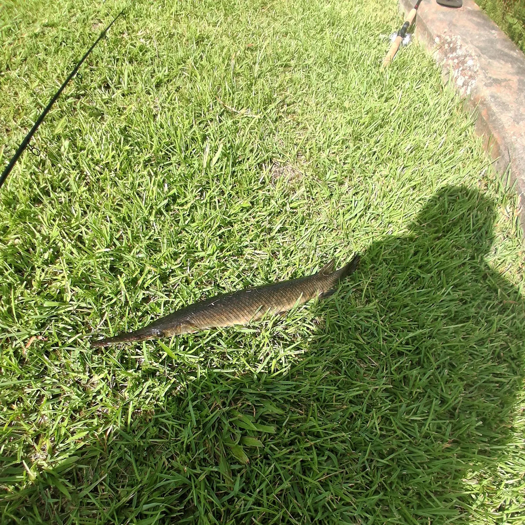 Alligator gar caught on Fishbrain