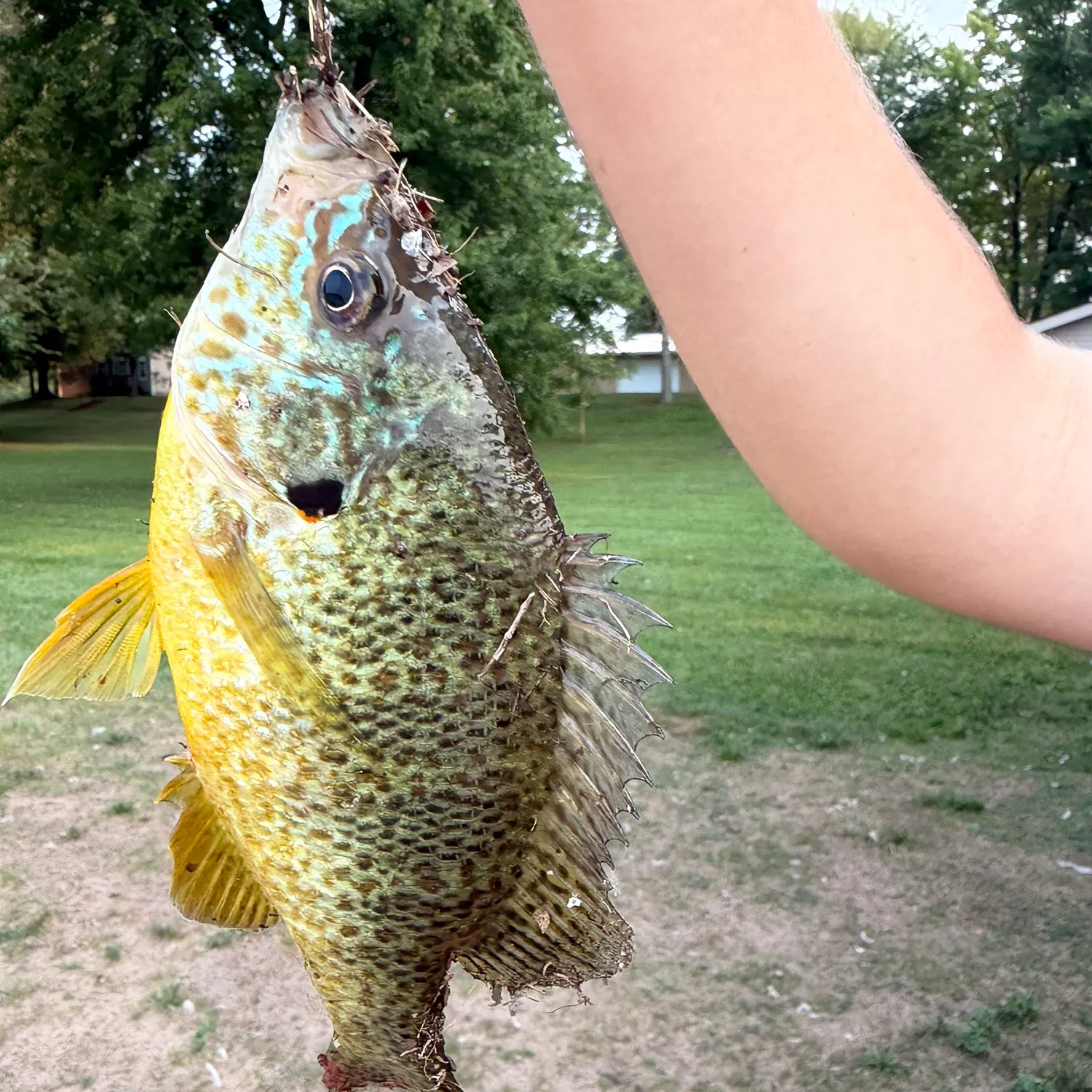 catch
