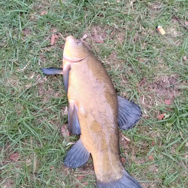 Fish caught on Fishbrain