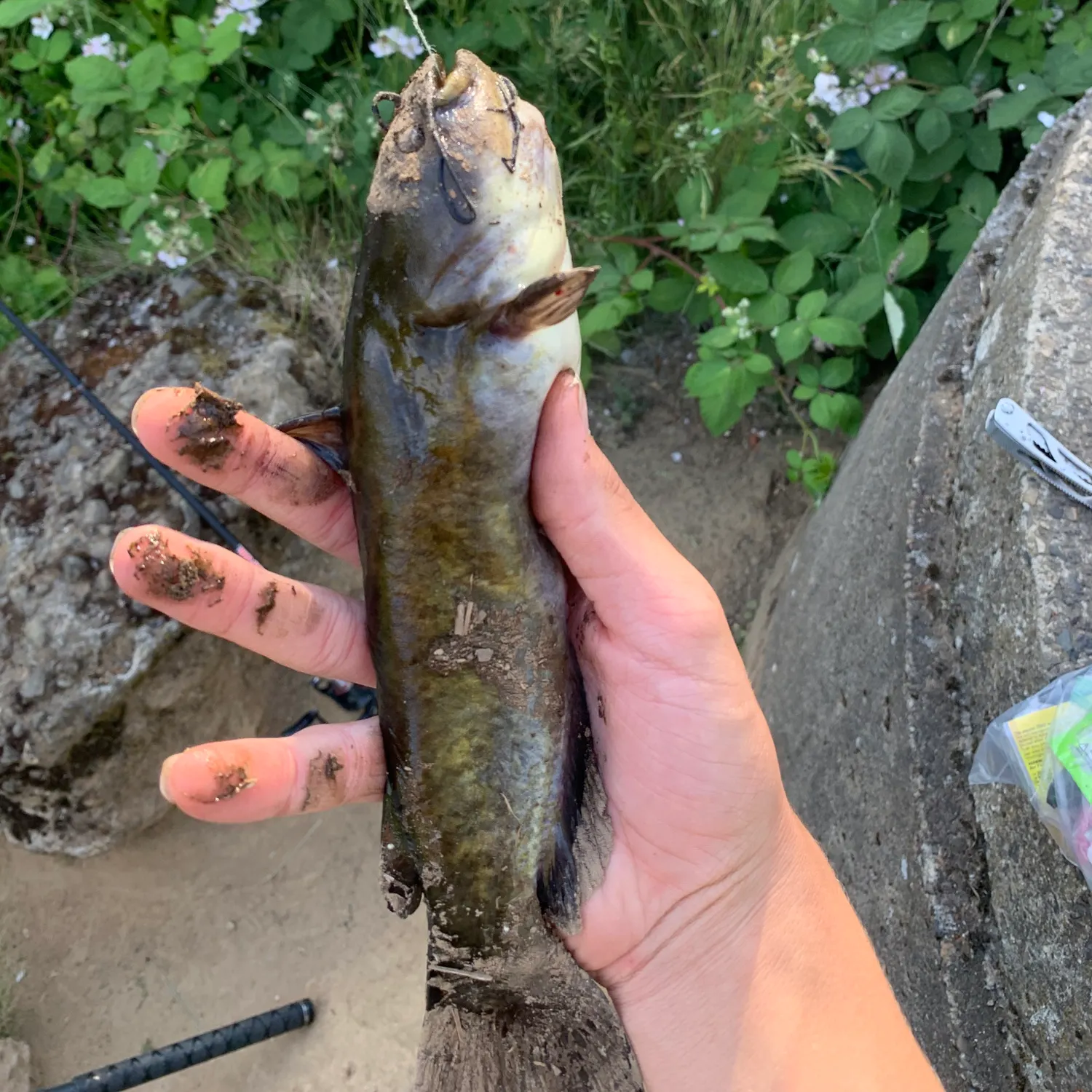 Yellow bullhead caught on Fishbrain