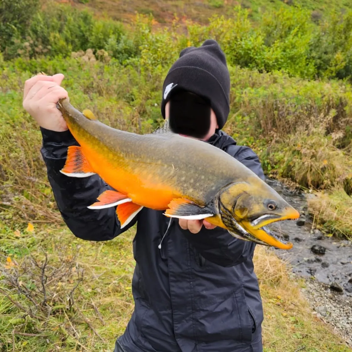 Arctic char caught on Fishbrain
