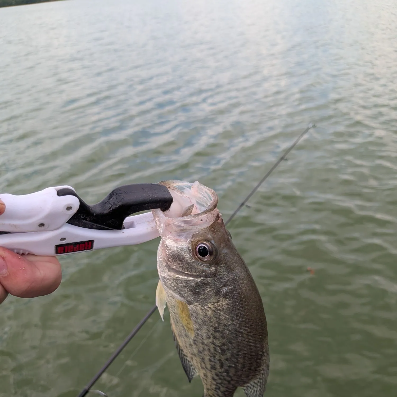 Black crappie caught on Fishbrain
