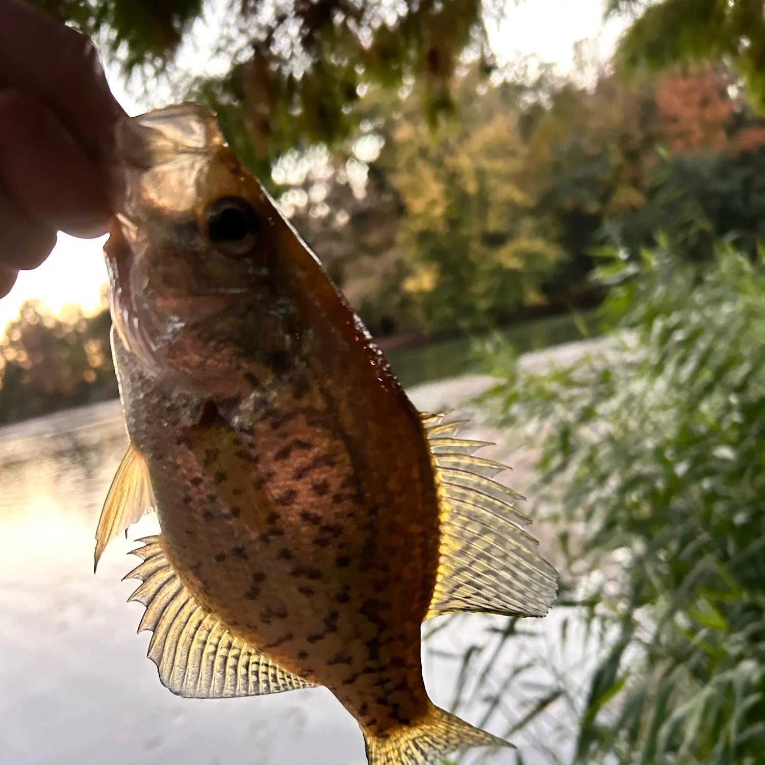 Black crappie caught on Fishbrain