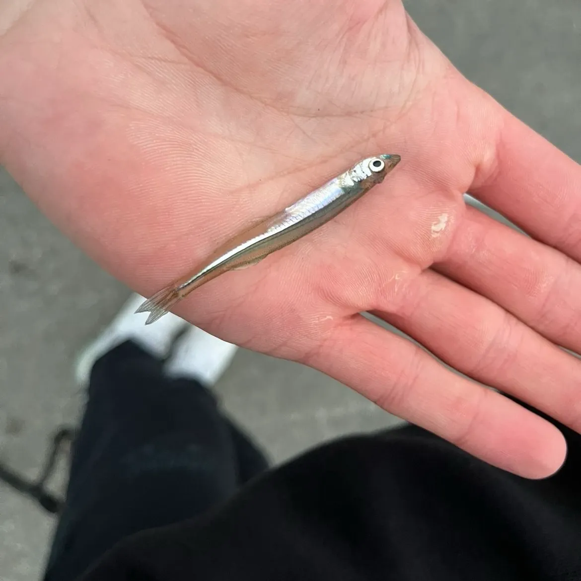 The most recent Silver scabbardfish catches on Fishbrain
