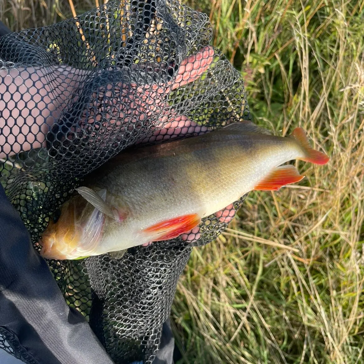 European perch caught on Fishbrain