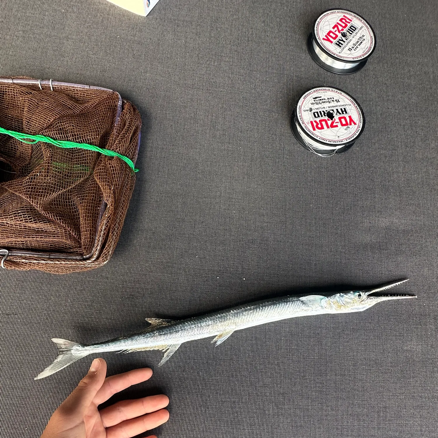 The most recent Flat needlefish catches on Fishbrain