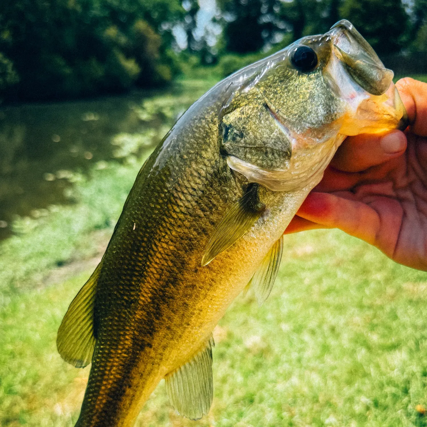 Largemouth bass caught on Fishbrain