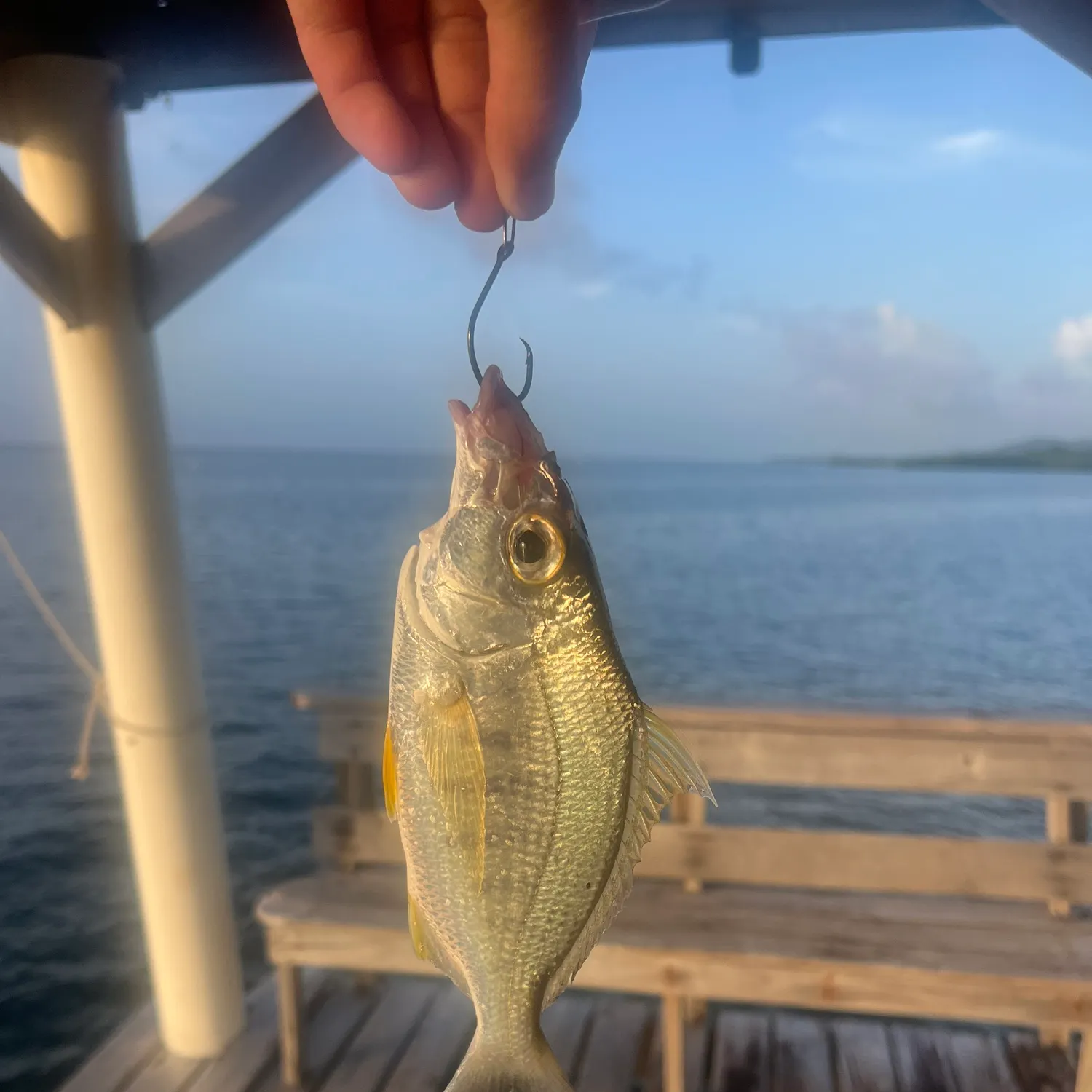 The most recent Yellowfin mojarra catches on Fishbrain