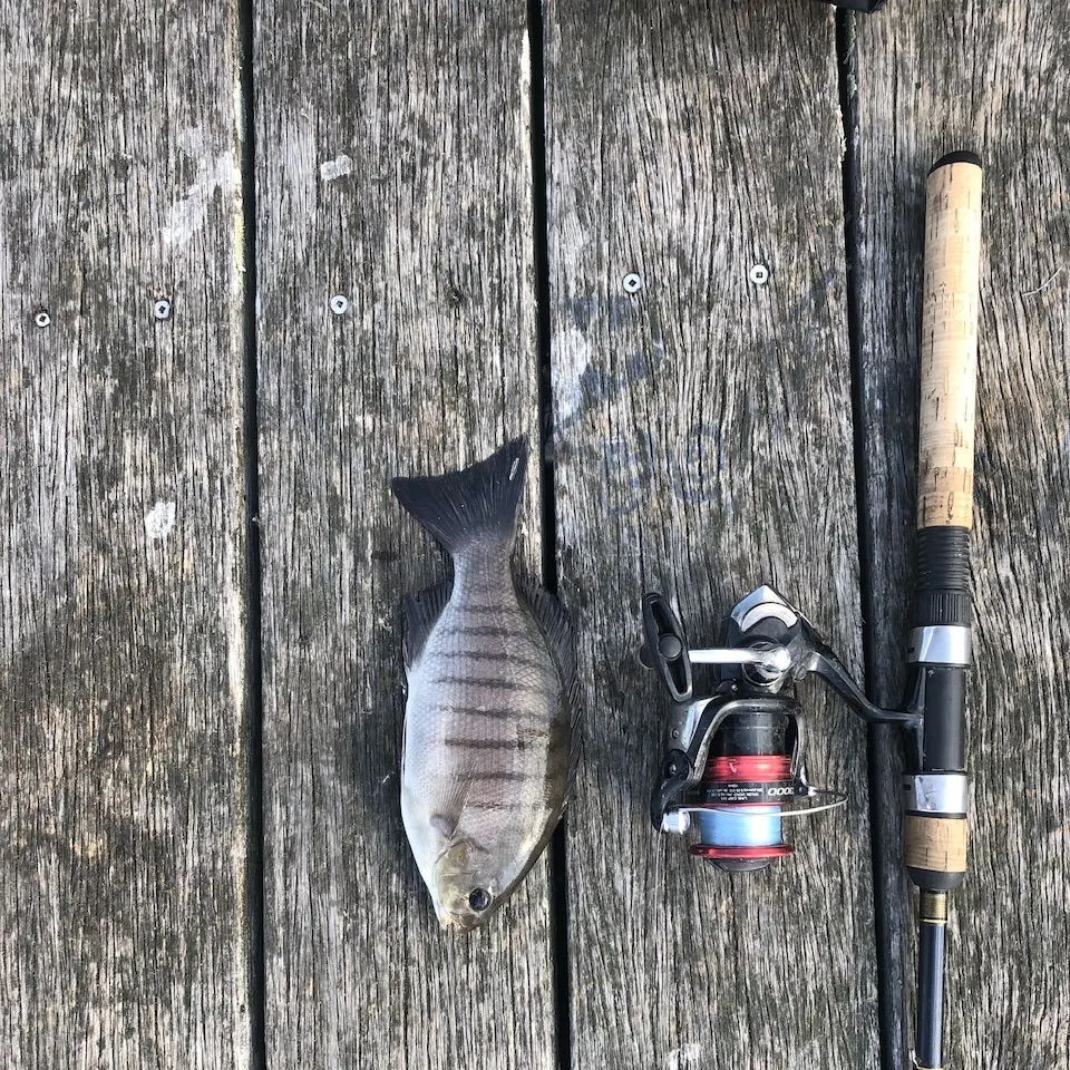 The most recent Luderick catches on Fishbrain
