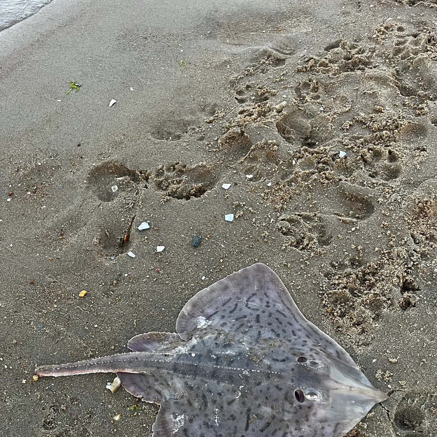 The most recent Clearnose skate catches on Fishbrain