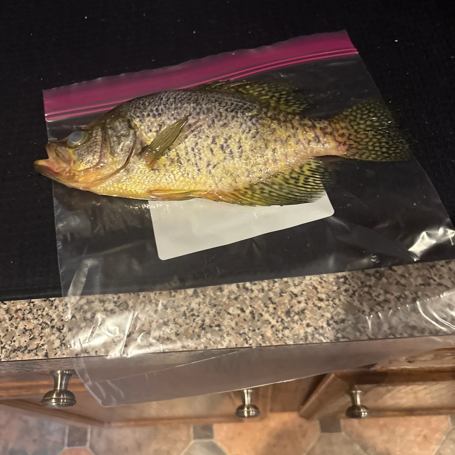 Black crappie caught on Fishbrain
