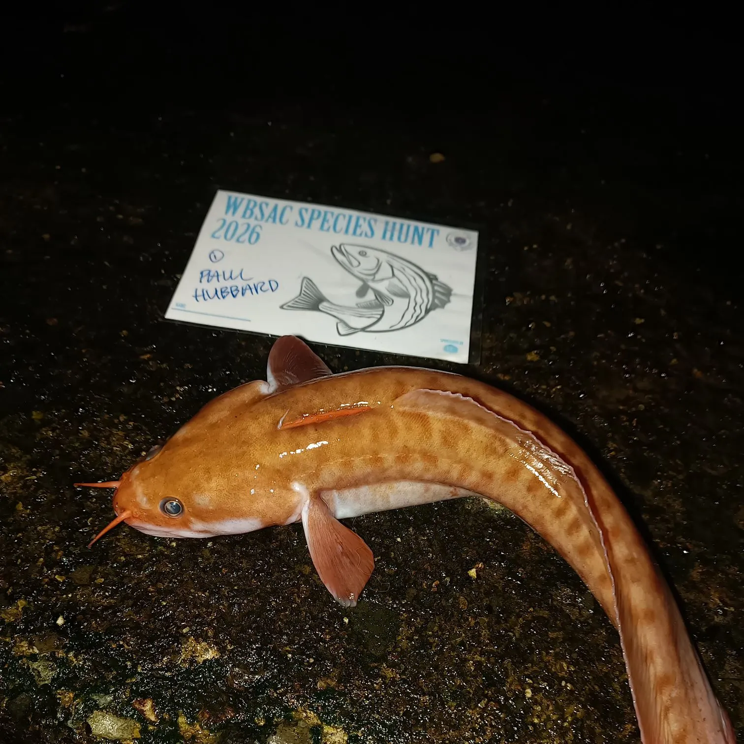 The most recent Three-bearded rockling catches on Fishbrain