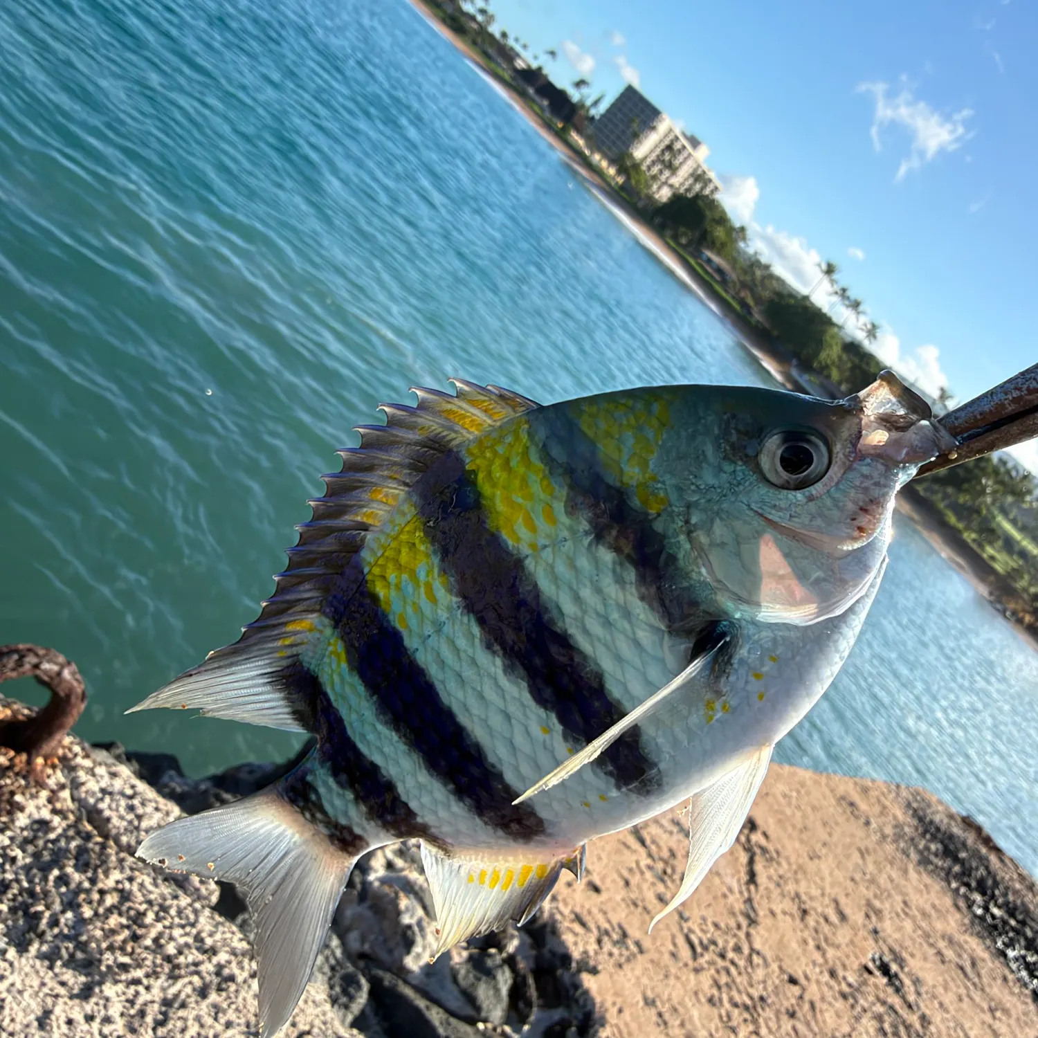 Common dolphinfish caught on Fishbrain