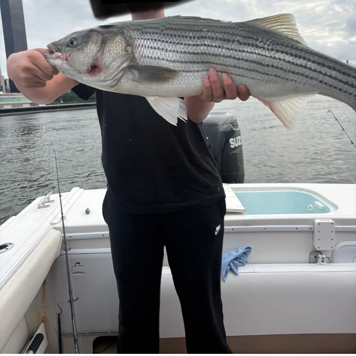 Striped bass caught on Fishbrain