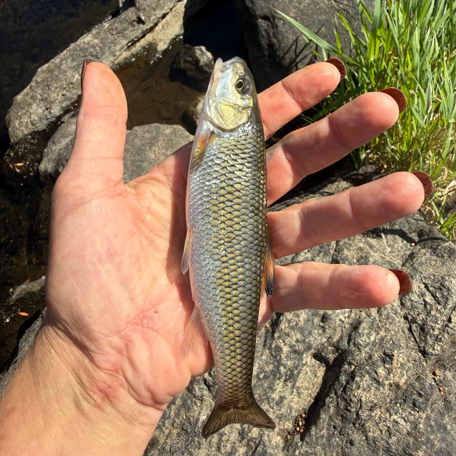 Fallfish caught on Fishbrain