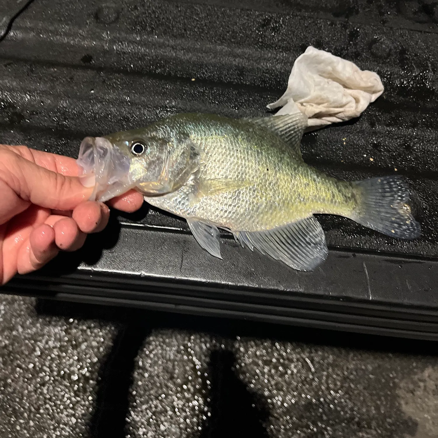 White crappie caught on Fishbrain