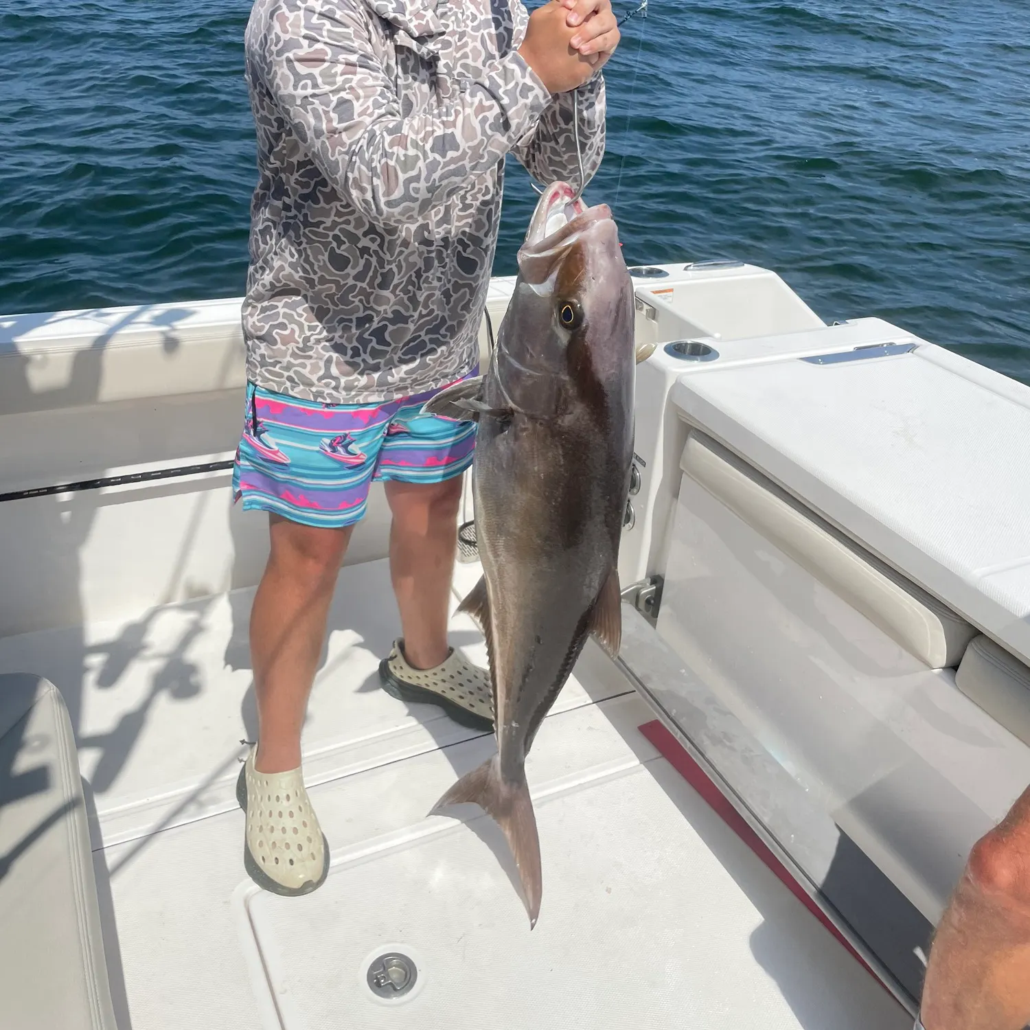 Greater amberjack caught on Fishbrain