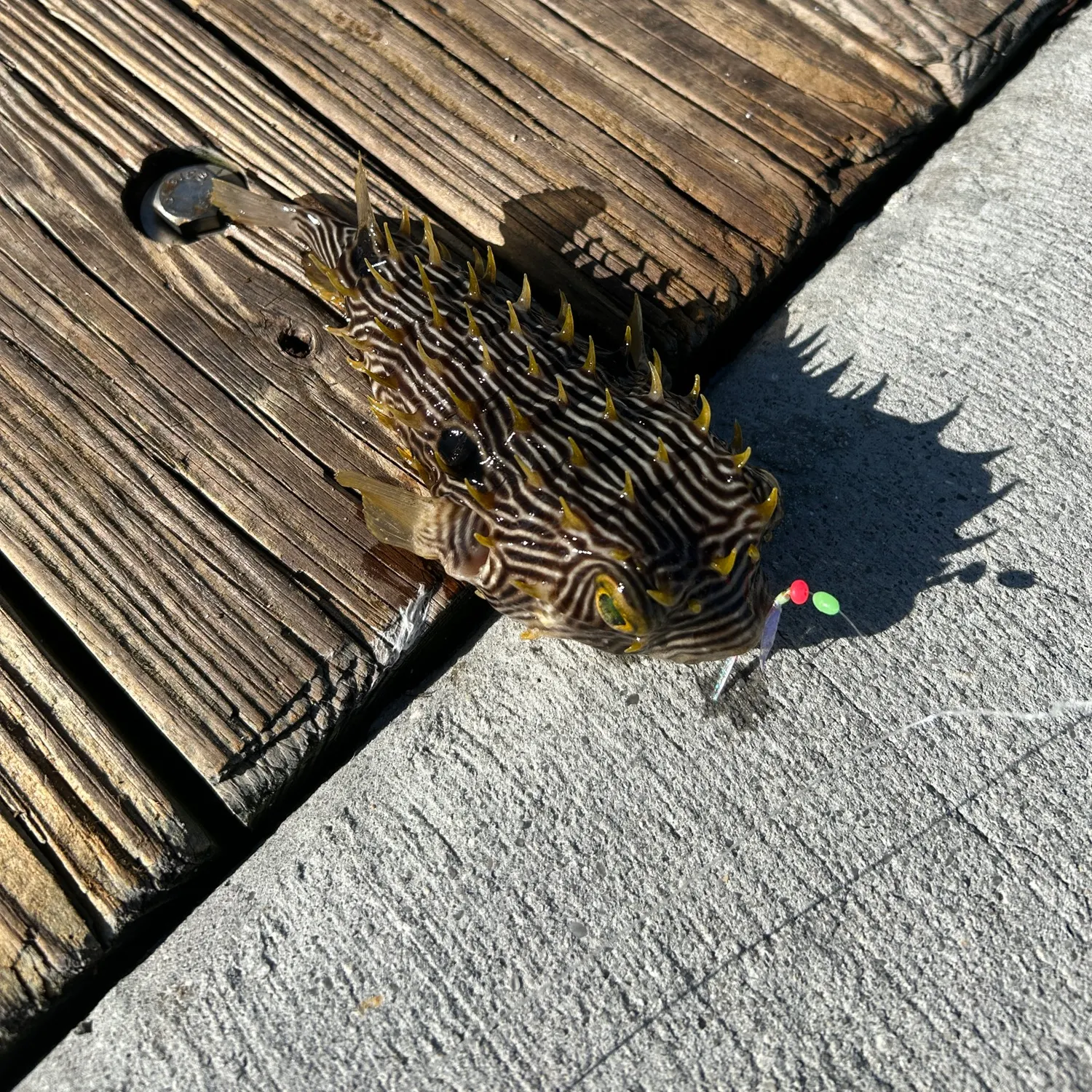 The most recent Striped burrfish catches on Fishbrain