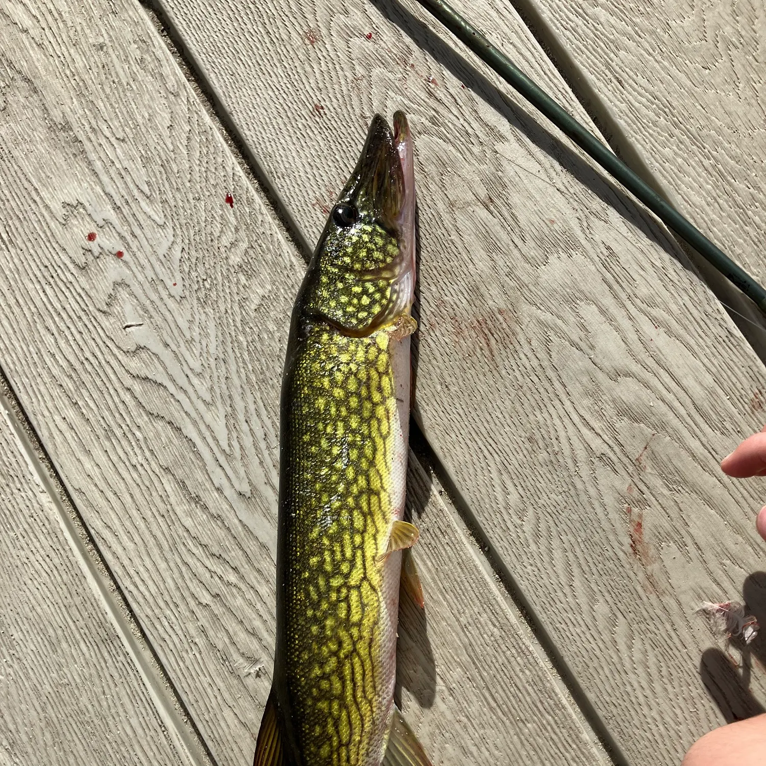 Chain pickerel caught on Fishbrain