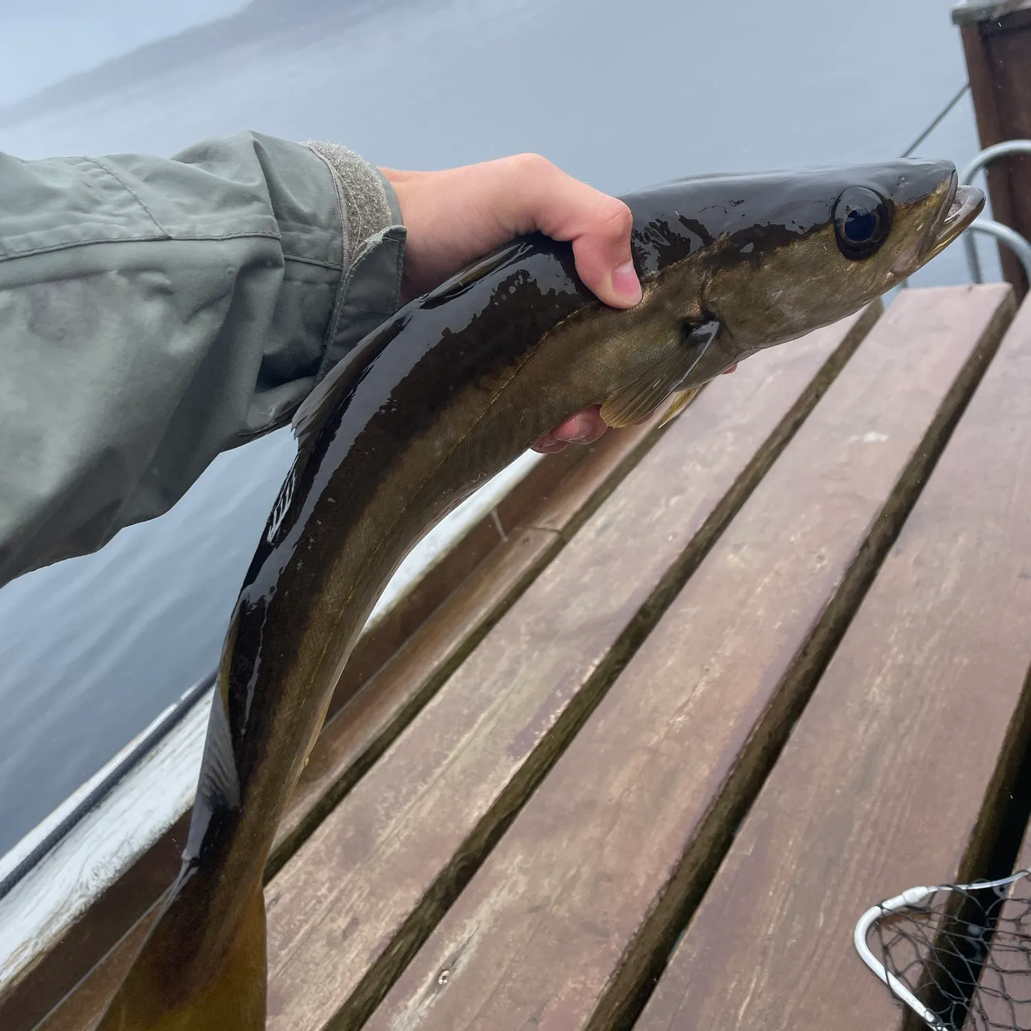 Pollack caught on Fishbrain