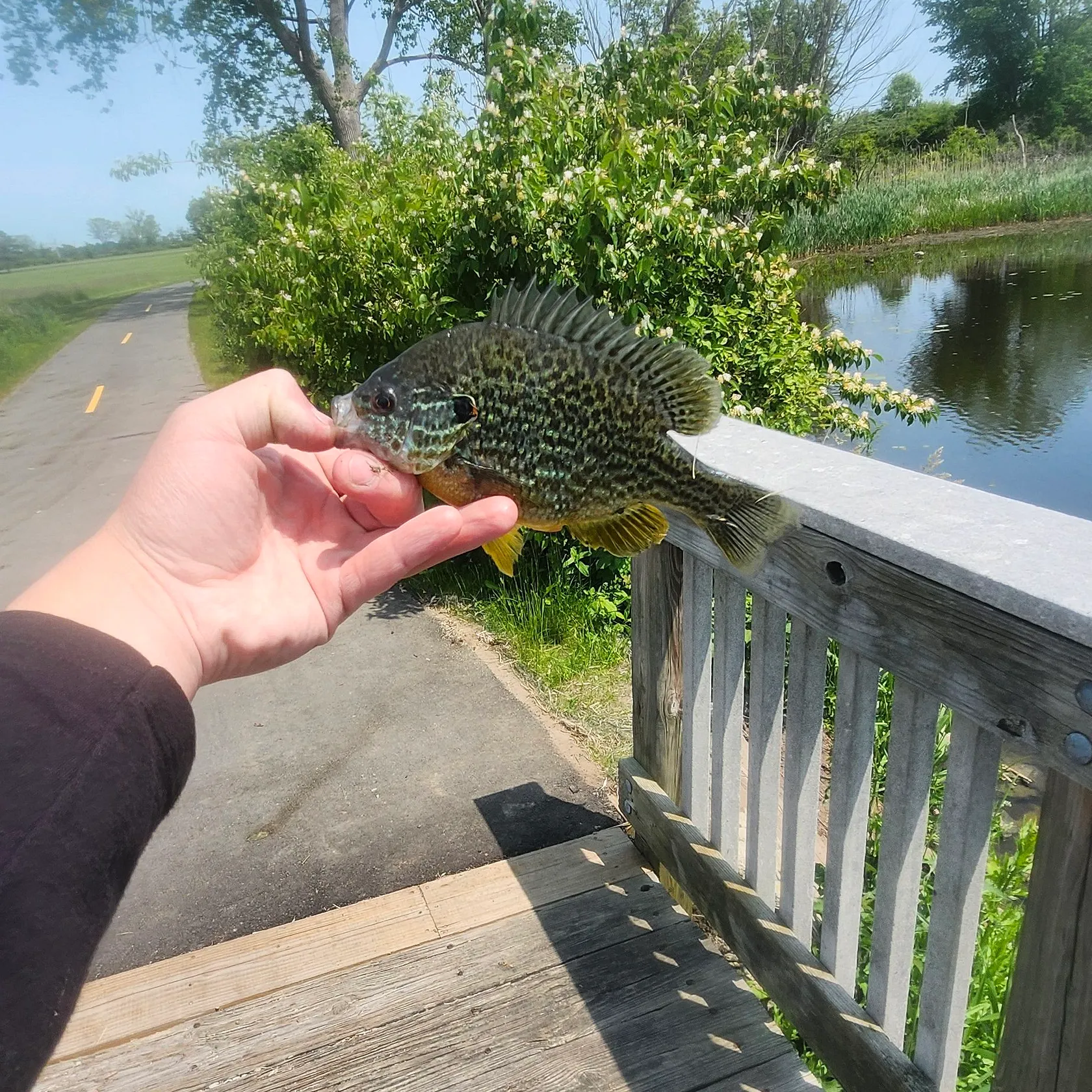 The most recent Northern sunfish catches on Fishbrain