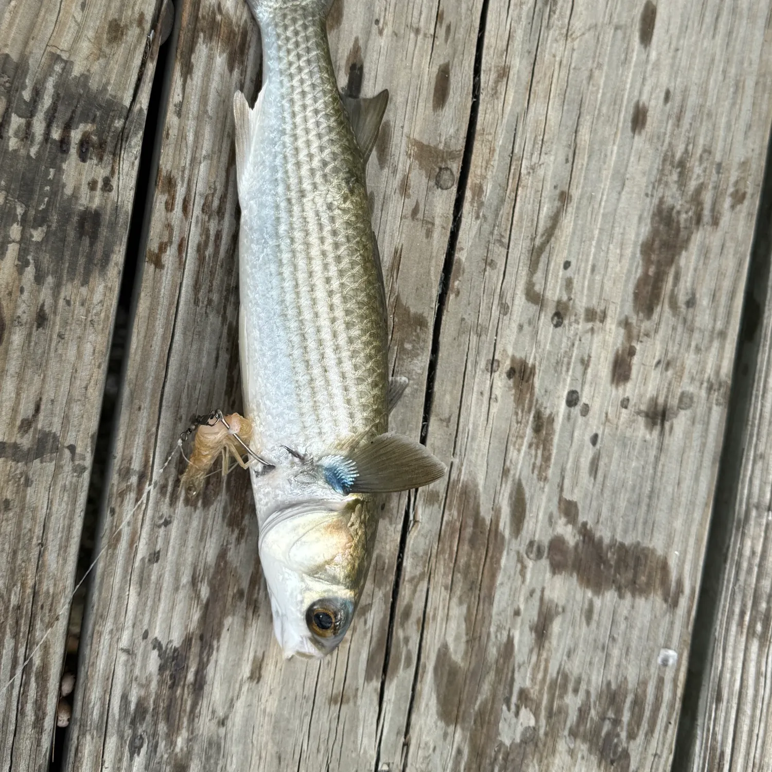The most recent Striped mullet catches on Fishbrain