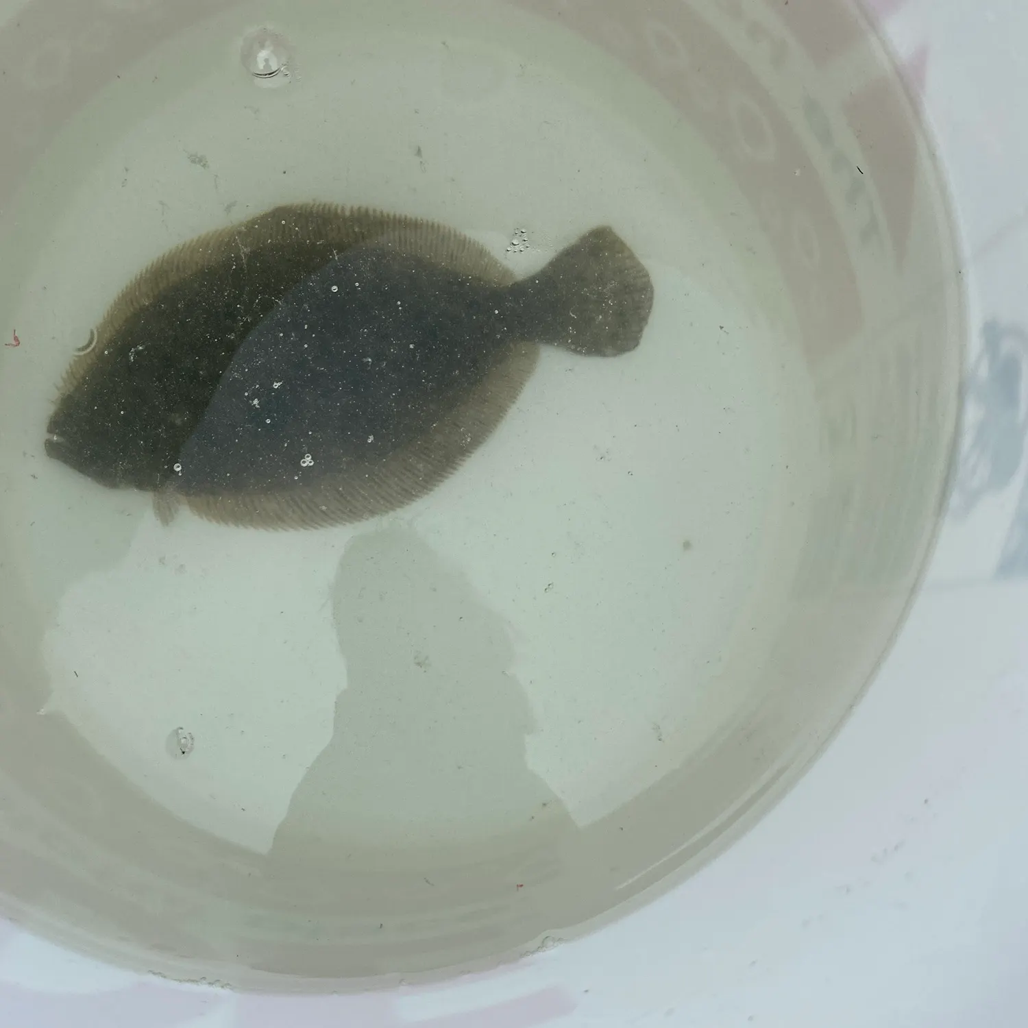 Summer flounder caught on Fishbrain