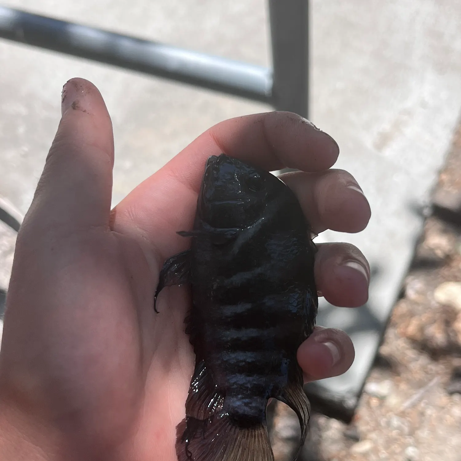 The most recent Convict cichlid catches on Fishbrain
