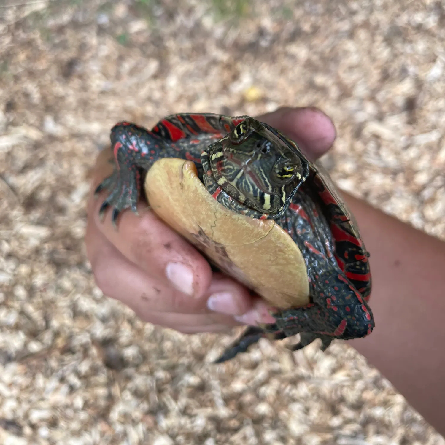 Painted turtle caught on Fishbrain