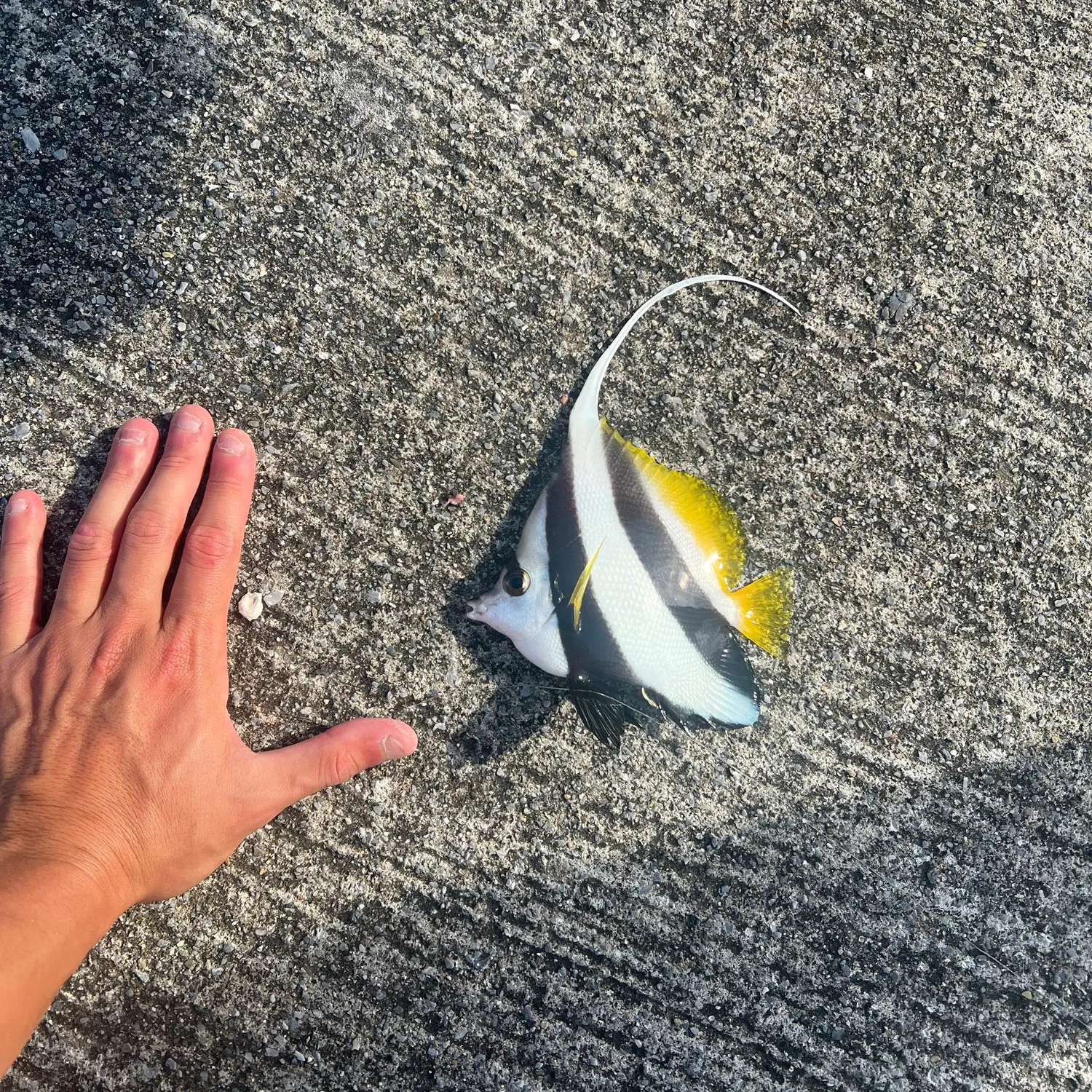 The most recent Longfin bannerfish catches on Fishbrain