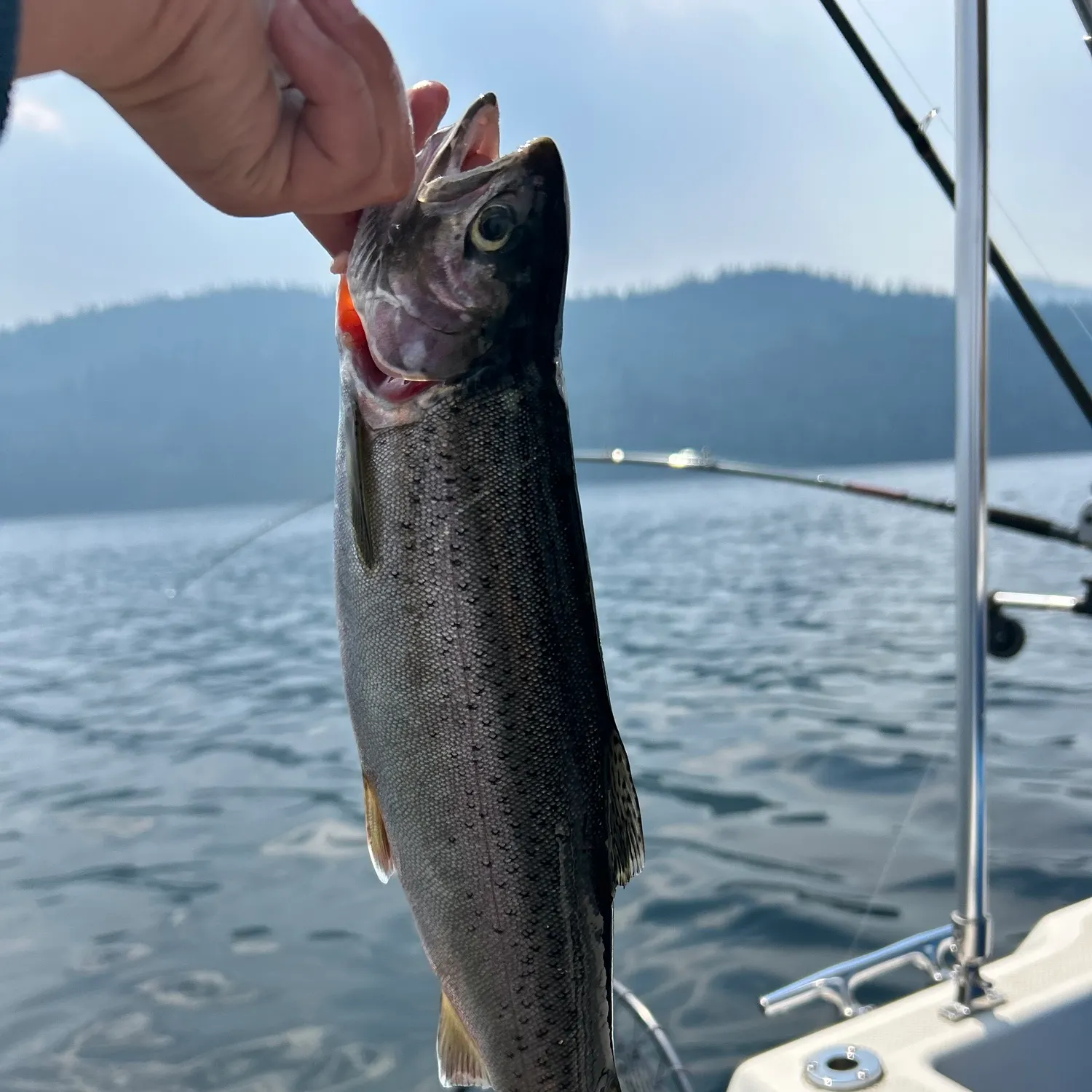 Rainbow trout caught on Fishbrain