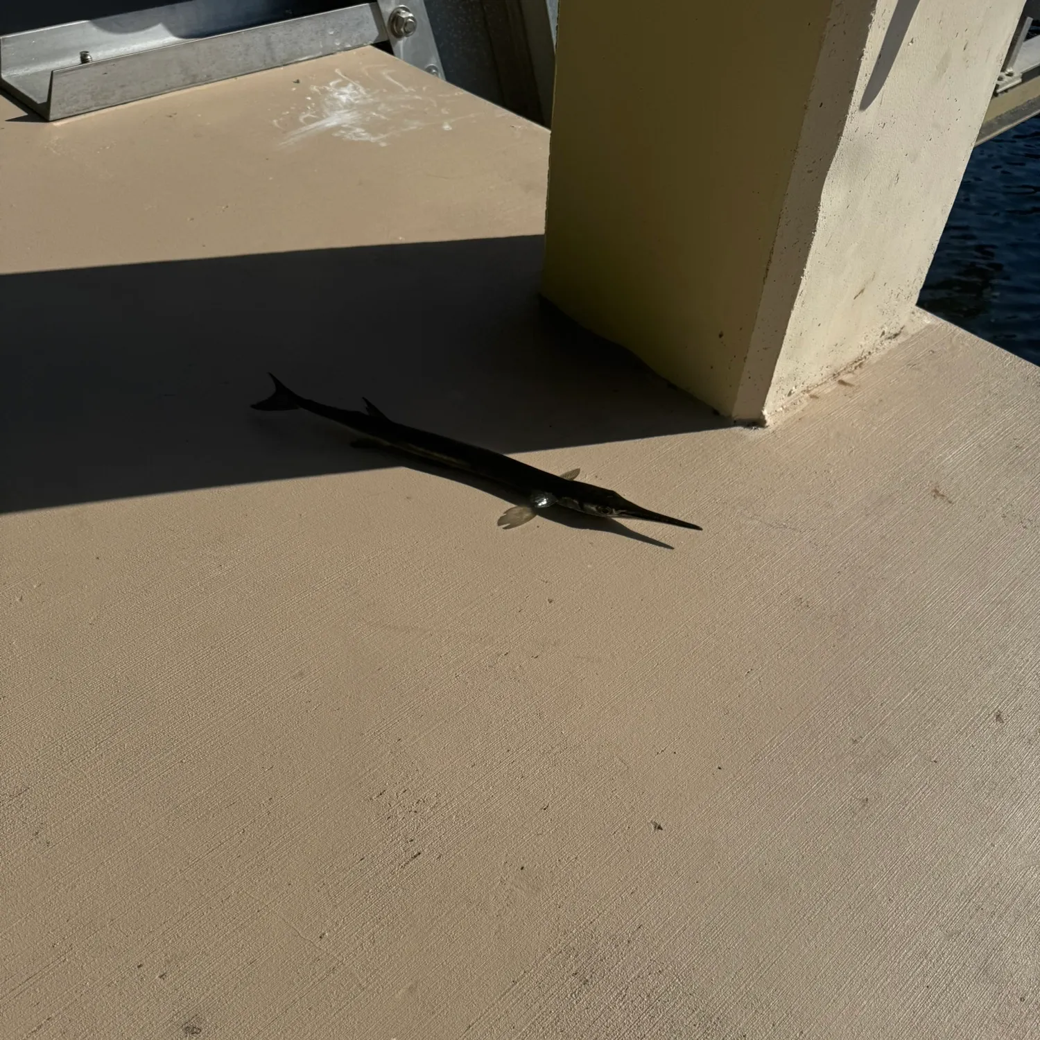 The most recent Flat needlefish catches on Fishbrain