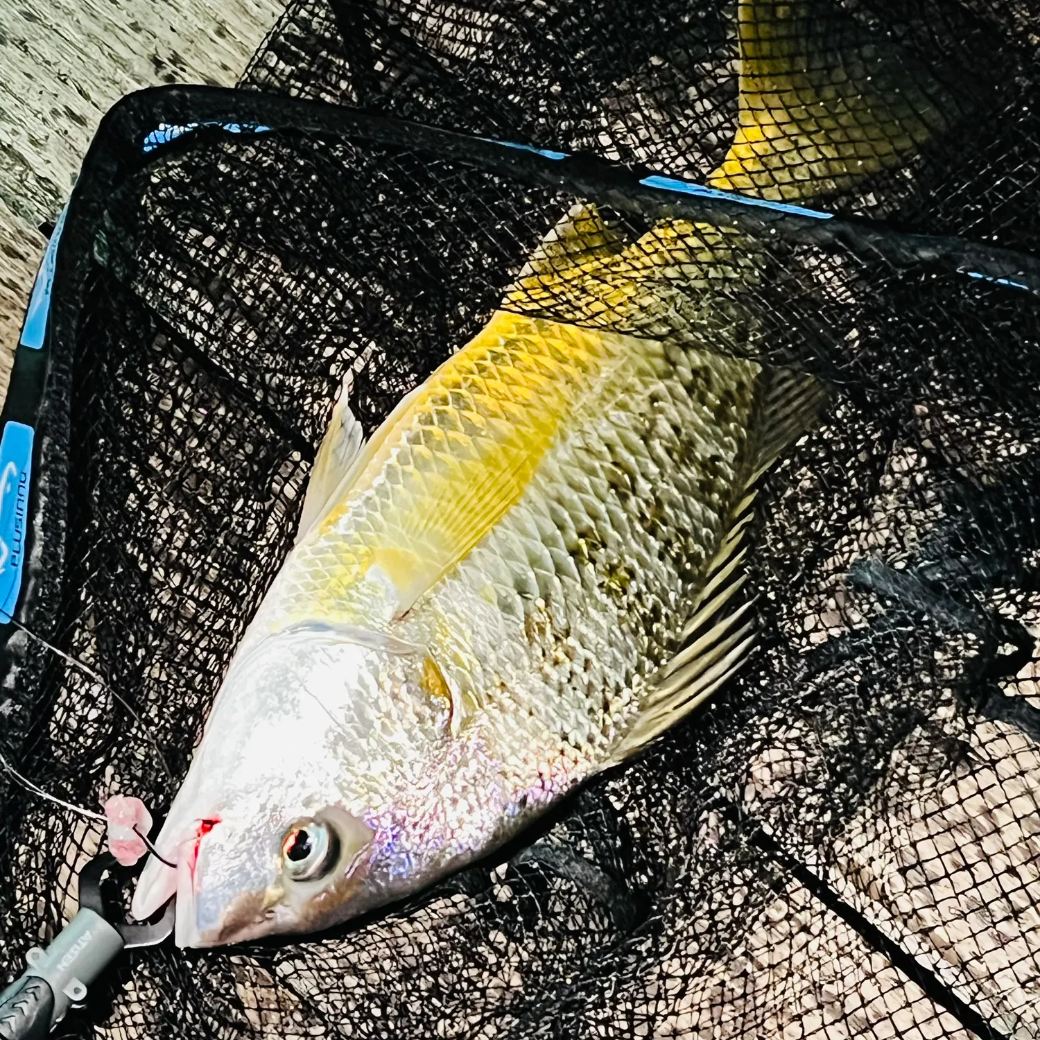 The most recent Javelin grunter catches on Fishbrain