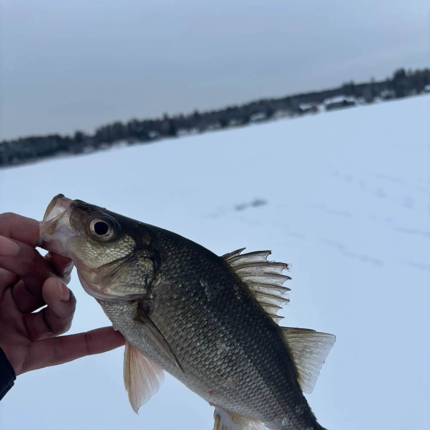 The most recent White perch catches on Fishbrain