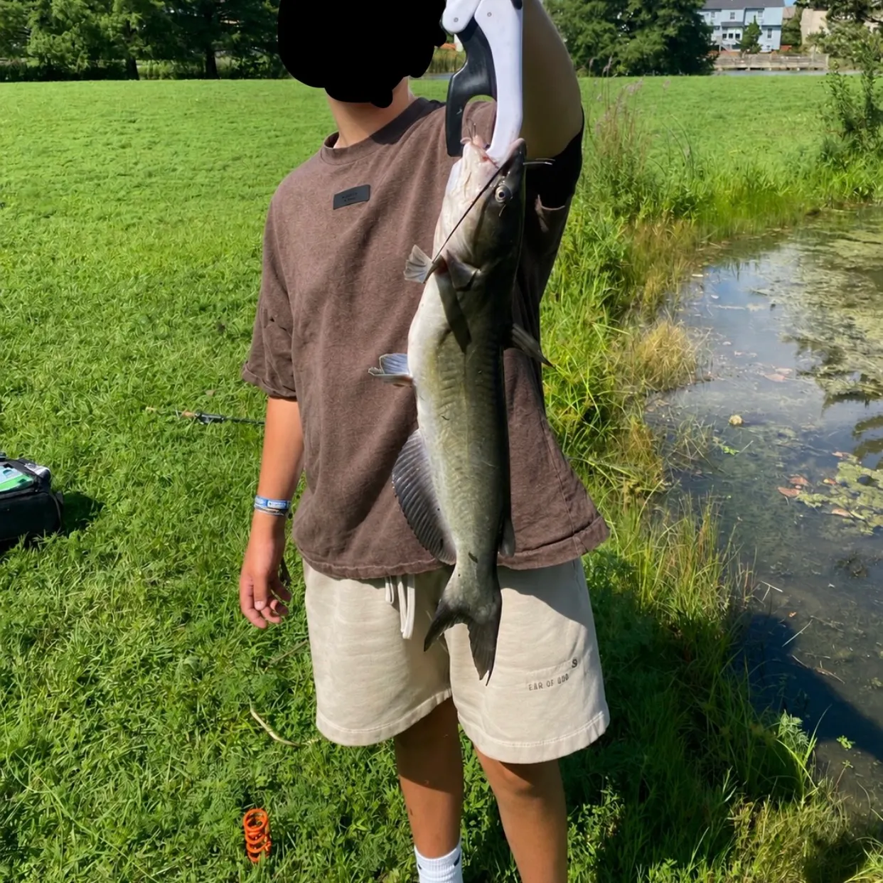 Channel catfish caught on Fishbrain