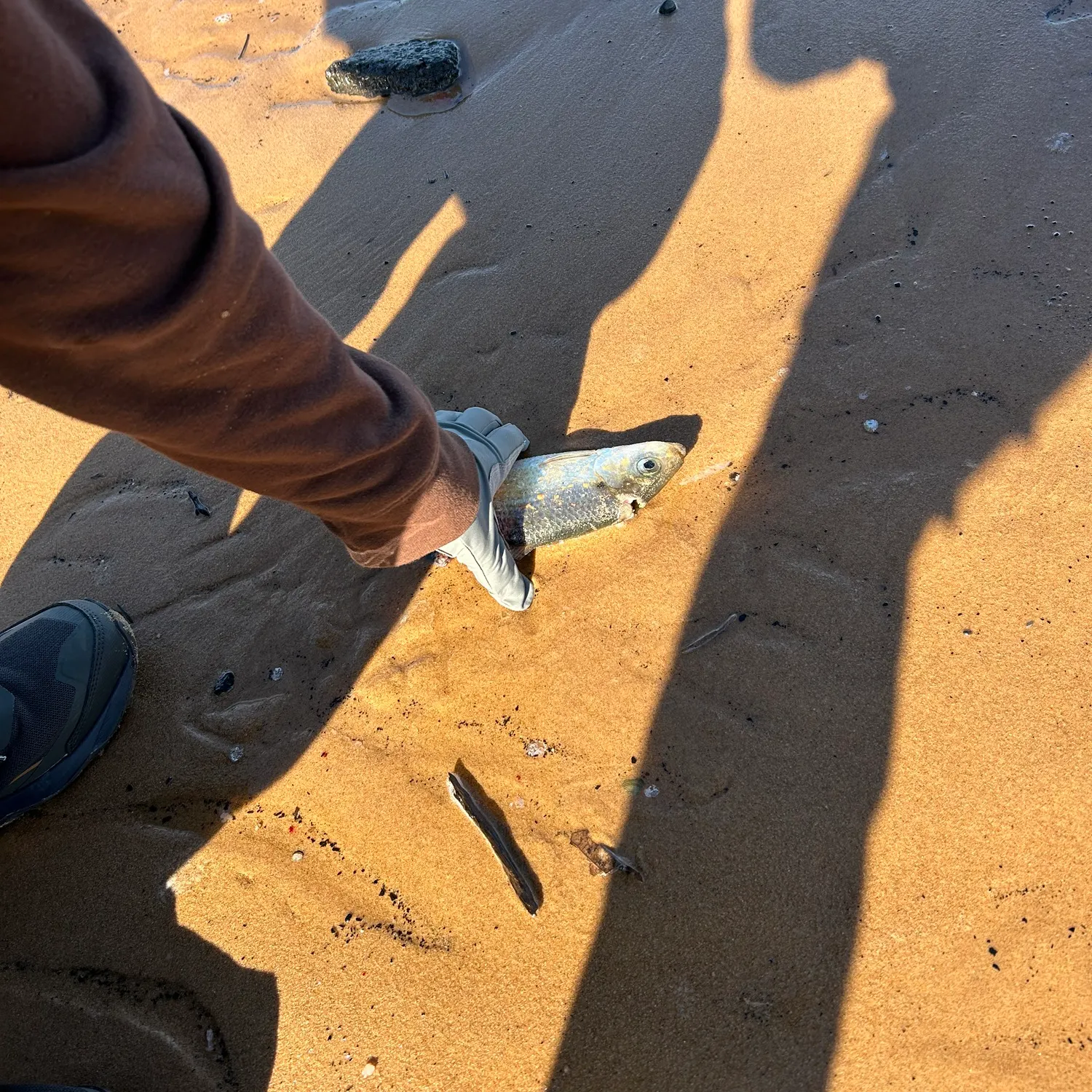 The most recent Whiting catches on Fishbrain