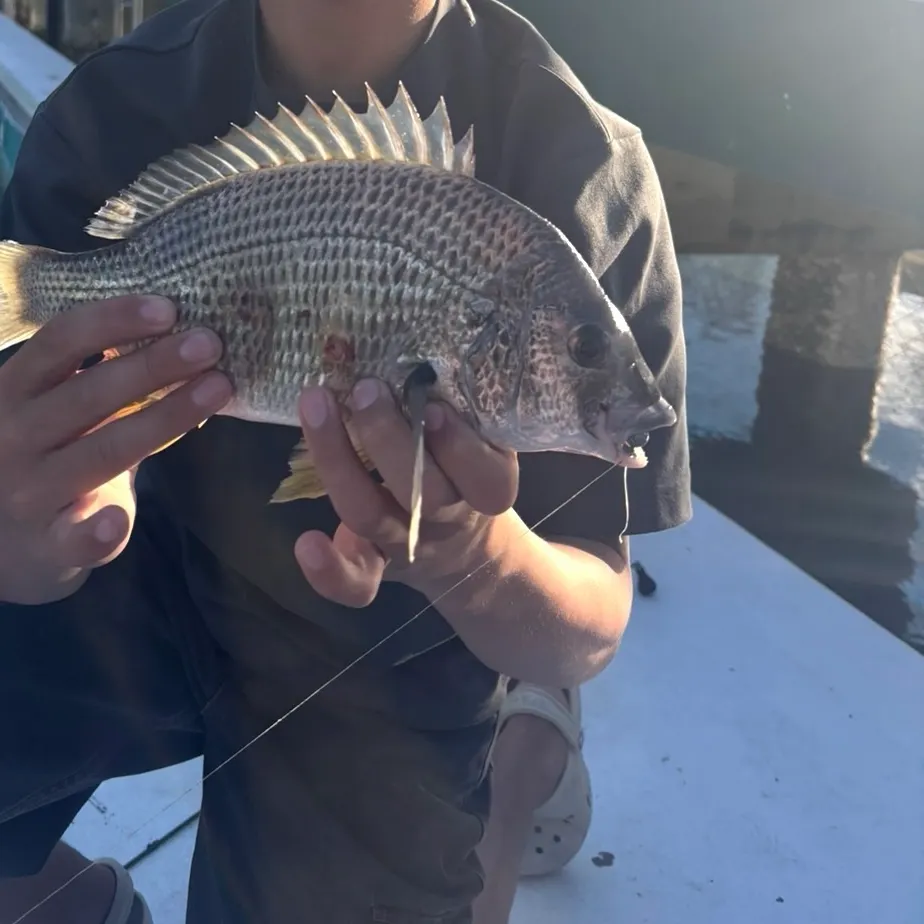 Surf bream caught on Fishbrain