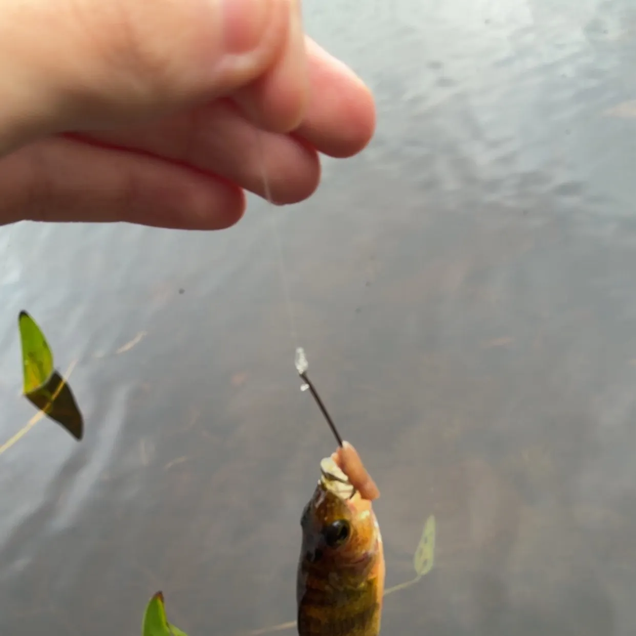 Yellow perch caught on Fishbrain