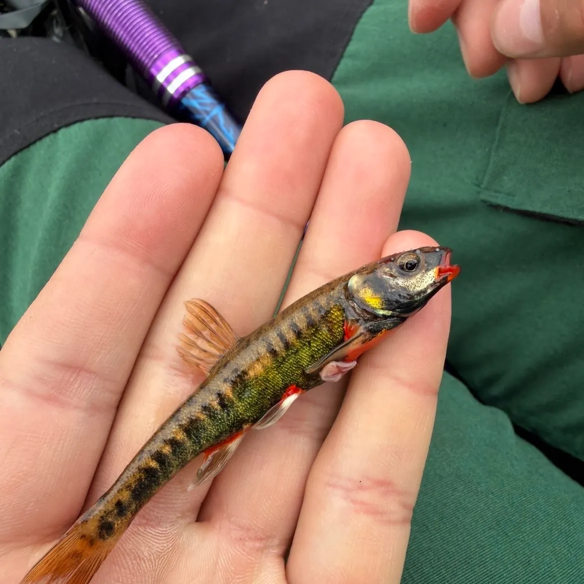 The most recent Eurasian minnow catches on Fishbrain